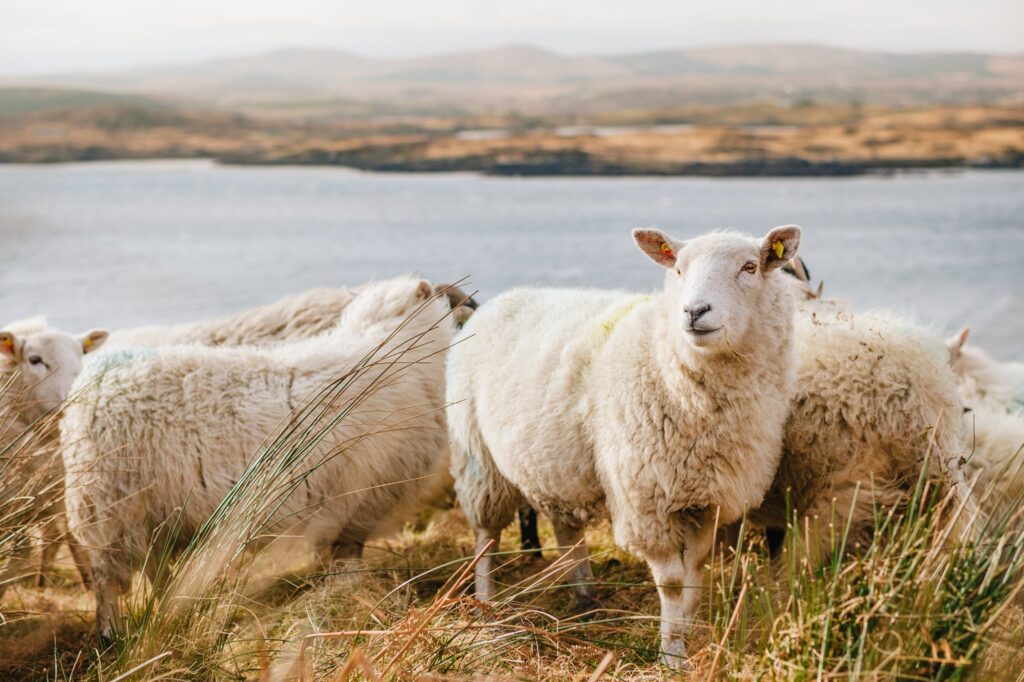 sheep sheeps can animals predict the weather? can animals predict the eathquakes?