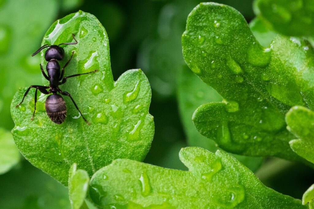 can animals predict the weather? can animals predict the eathquakes? ants fire ants